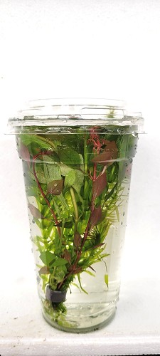 Elodea densa dans une gobelet